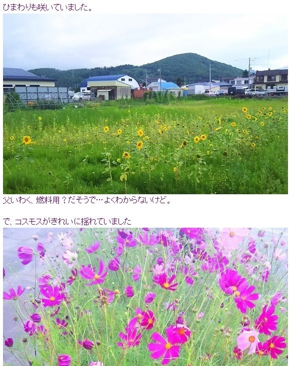 58 2kg 網走のひまわり見頃だそうです らーめん山岡家とか常盤公園散策とか天然温泉とか そんな日常 能天気に北見でシニアログ