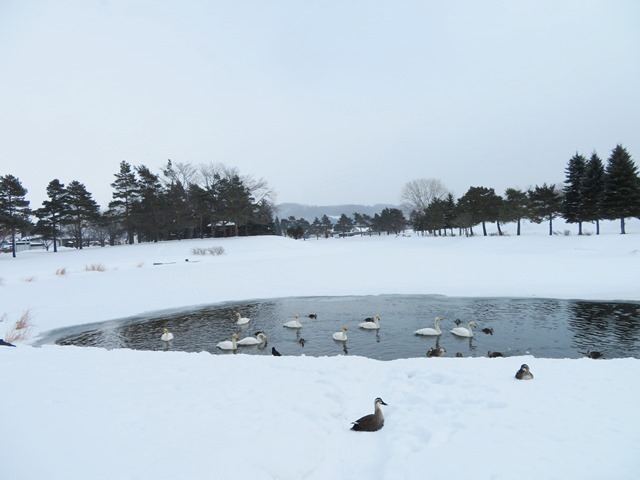 20190214白鳥.jpg