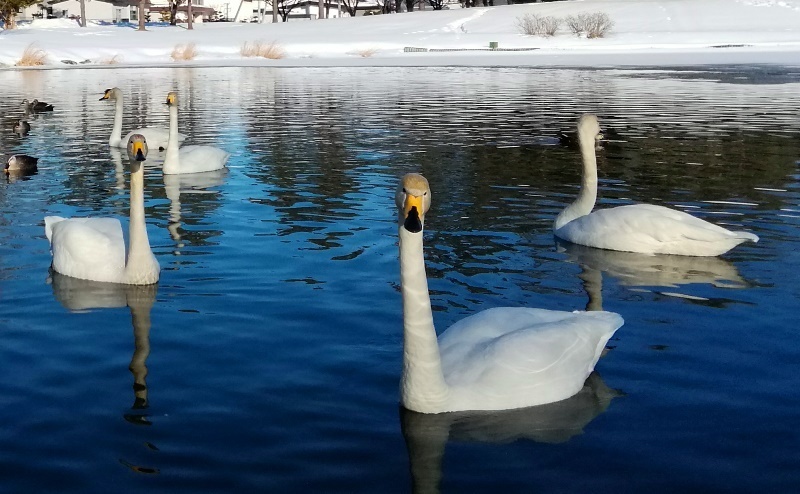 20190227北見市常盤公園白鳥2.jpg