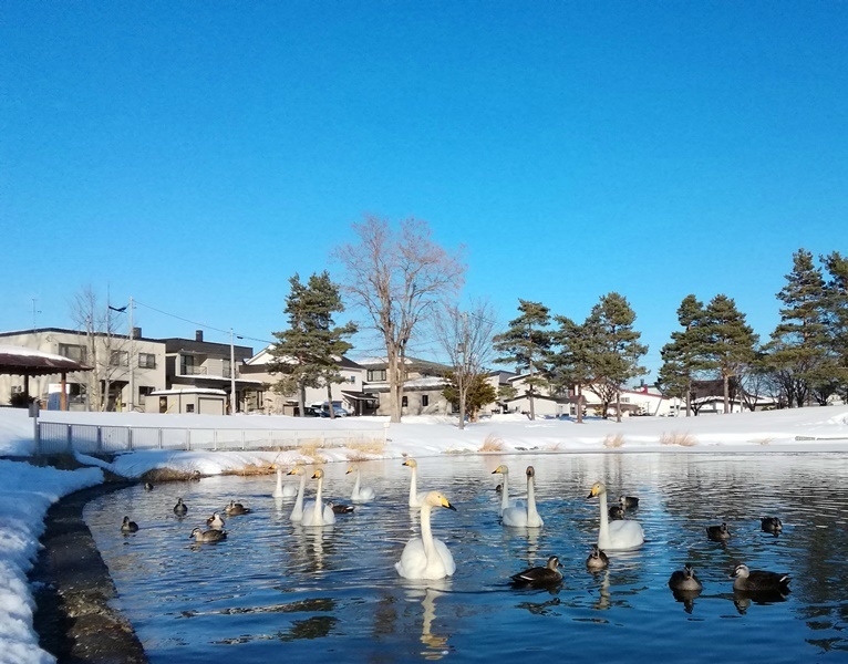 20190227北見市常盤公園白鳥4.jpg