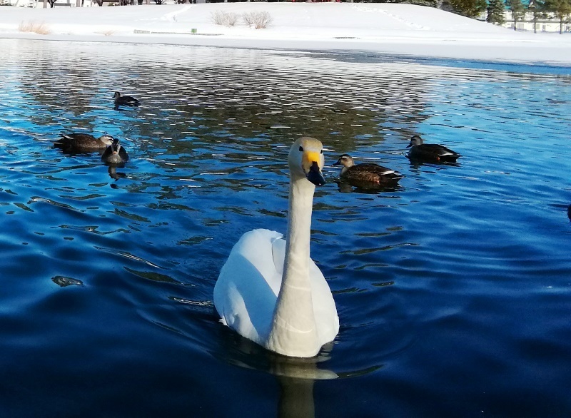 20190227北見市常盤公園白鳥こんにちは.jpg