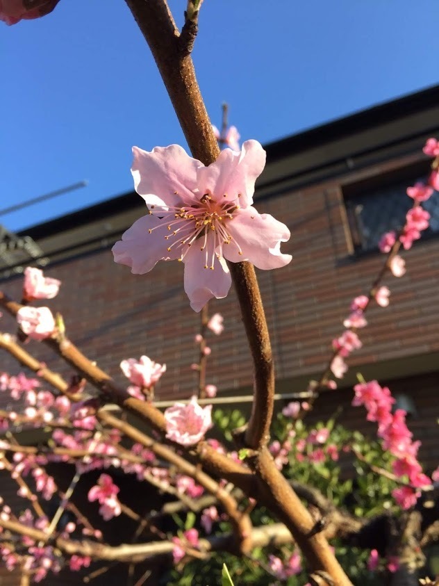 20190404232706 - コピー.jpg