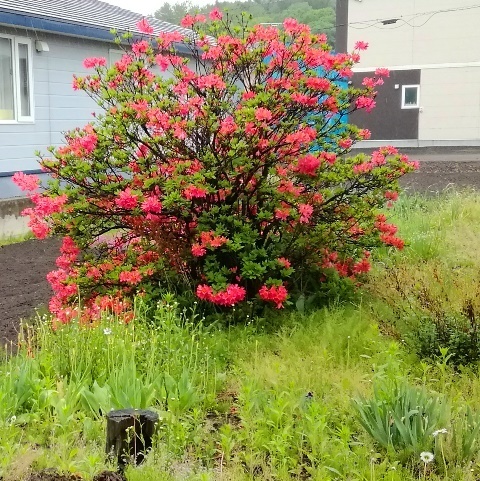 20190529つつじ.jpg