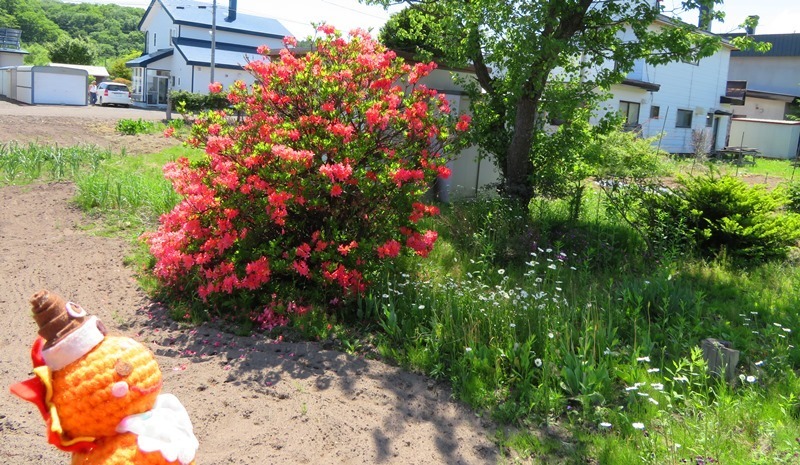 20190603うちの庭4.JPG