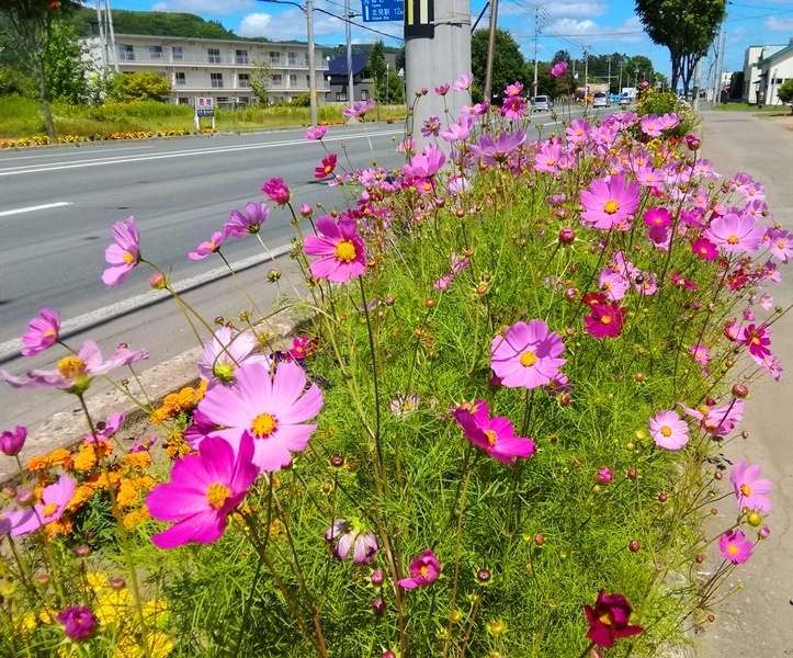 20190721コスモス.jpg