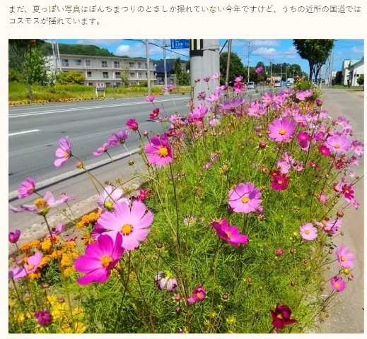 20190726コスモス.jpg