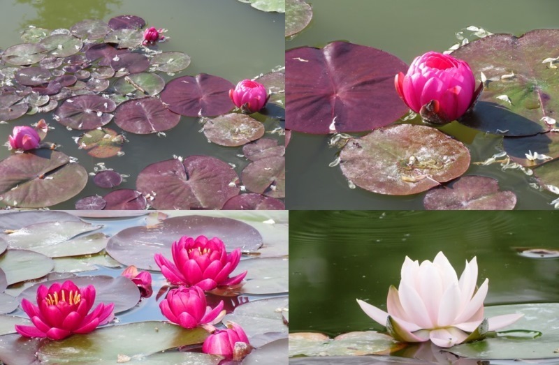 20200622常盤公園.jpg