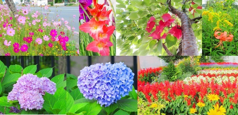 20200822花たち.jpg
