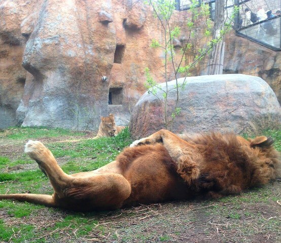 眠れるライオン.jpg