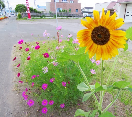 58 2kg 網走のひまわり見頃だそうです らーめん山岡家とか常盤公園散策とか天然温泉とか そんな日常 能天気に北見でシニアログ